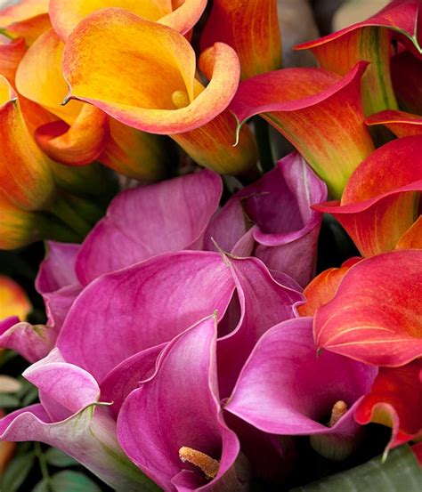 how much are calla lilies wholesale